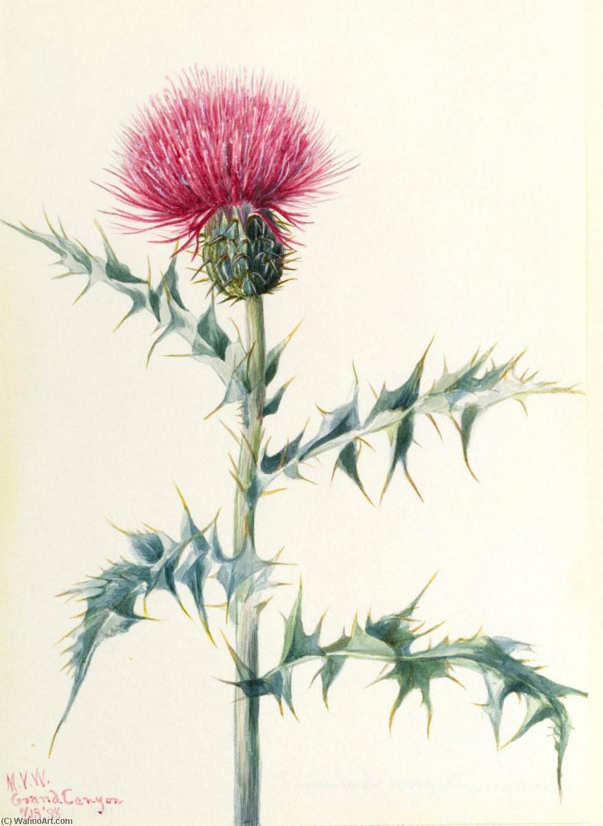 Thistle (cirsium Arizonica) — Mary Vaux Walcott