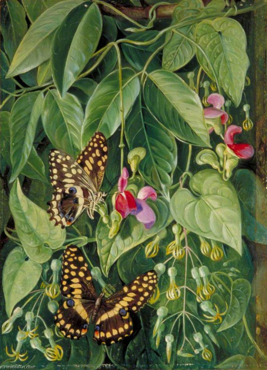 Two Climbing Plants Of St John's And Butterflies — Marianne North