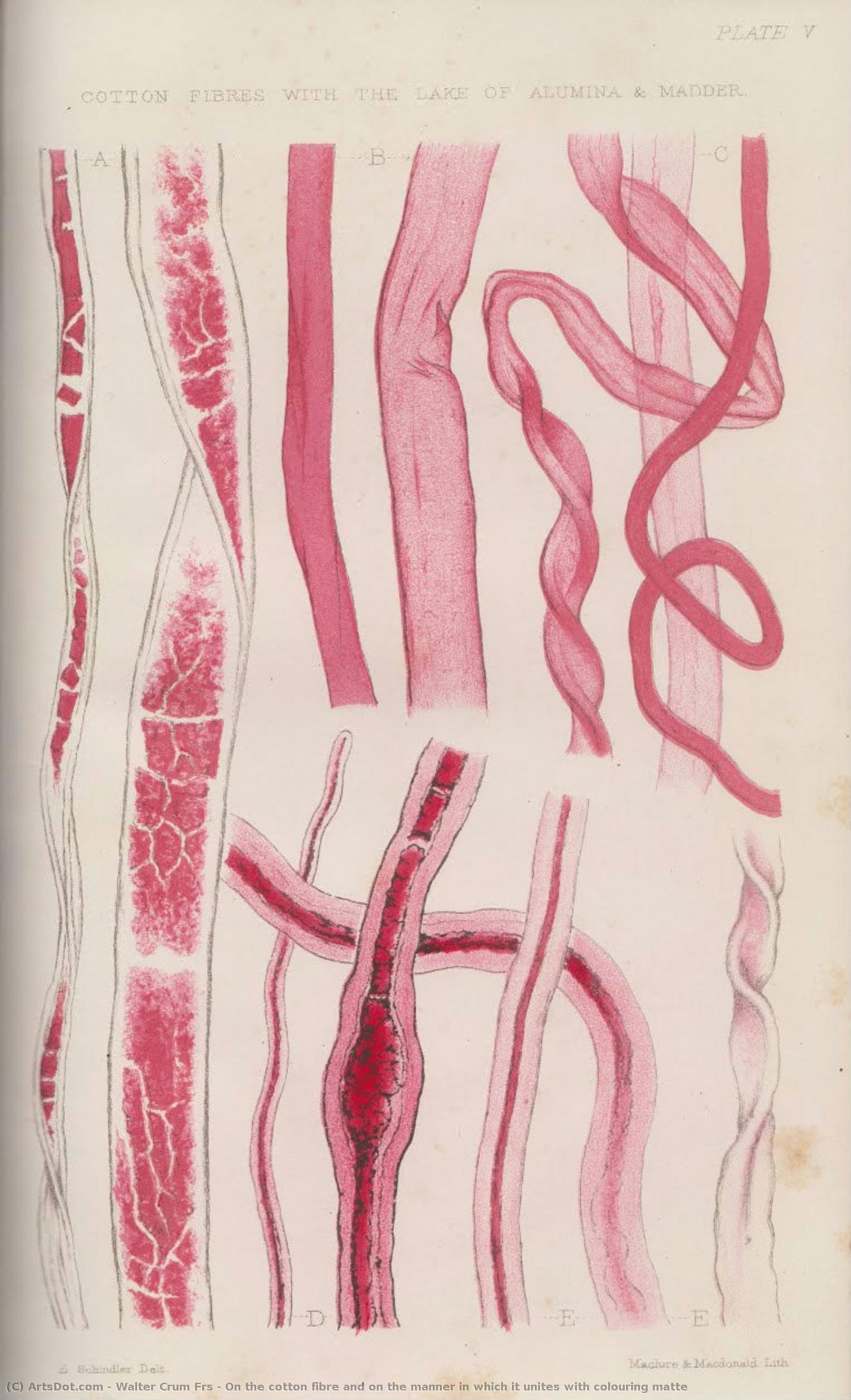 On The Cotton Fibre And On The Manner In Which It Unites With Colouring Matte — Walter Crum Frs