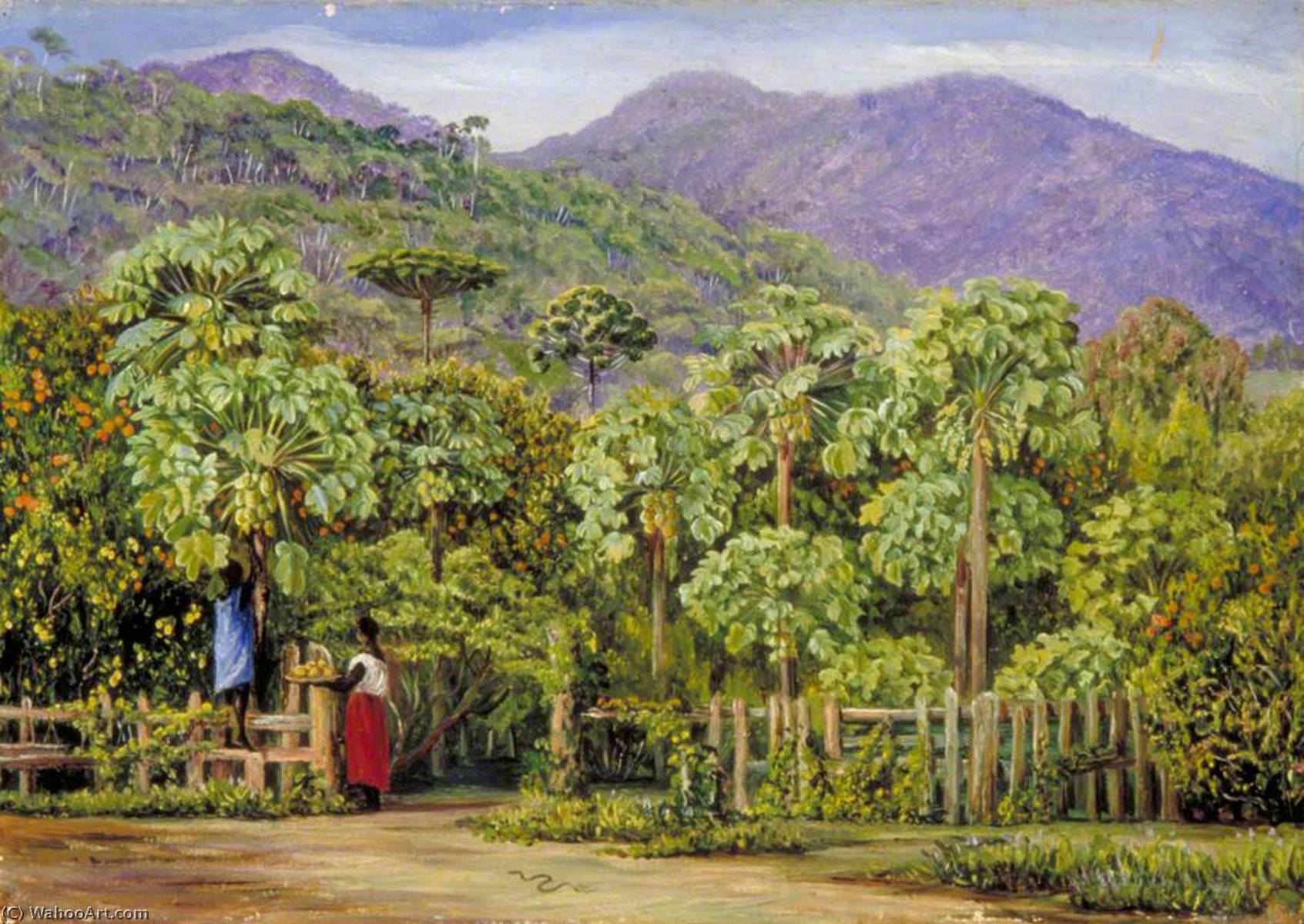 Pawpaw Trees At Gongo, Brazil — Marianne North