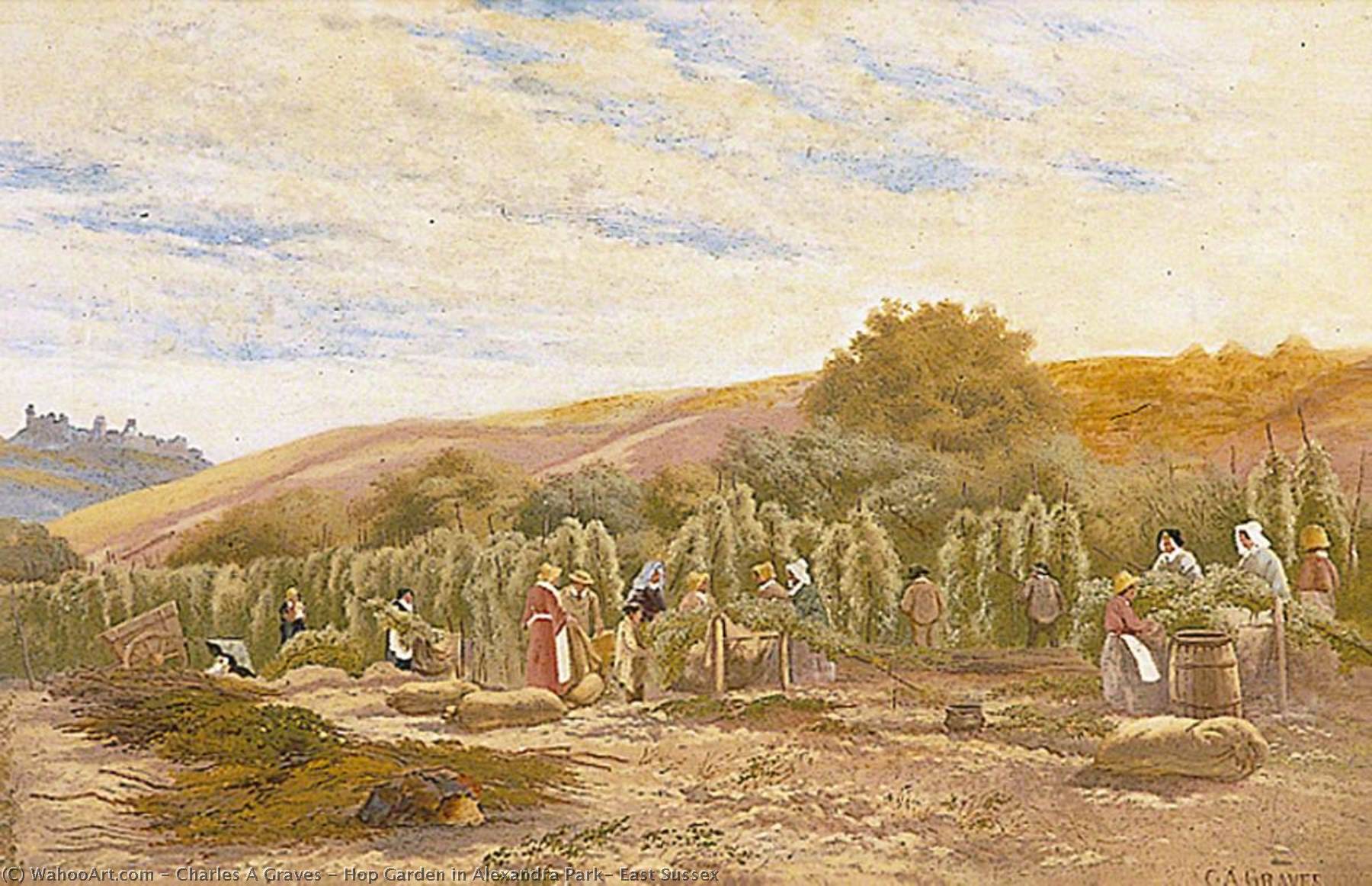 Hop Garden In Alexandra Park, East Sussex — Charles A Graves