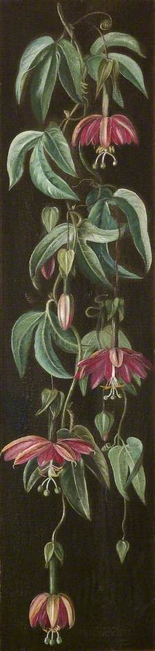 Exotic Flowering Plant On A Black Background — Marianne North