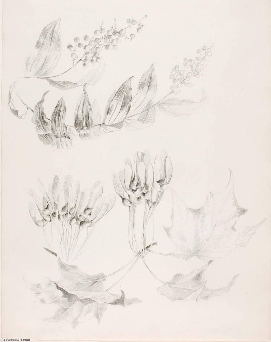 Untitled (sugar Maple And False Solomon's Seal) — George Elbert Burr