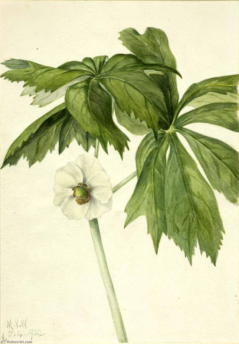 Mayapple (podphyllum Paltatum) — Mary Vaux Walcott