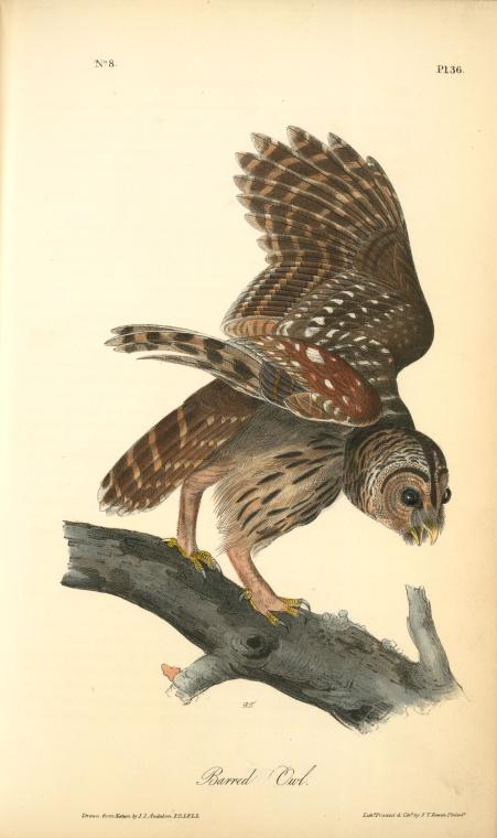 Barred Owl — ジョン・ジェームズ・オーデュボン