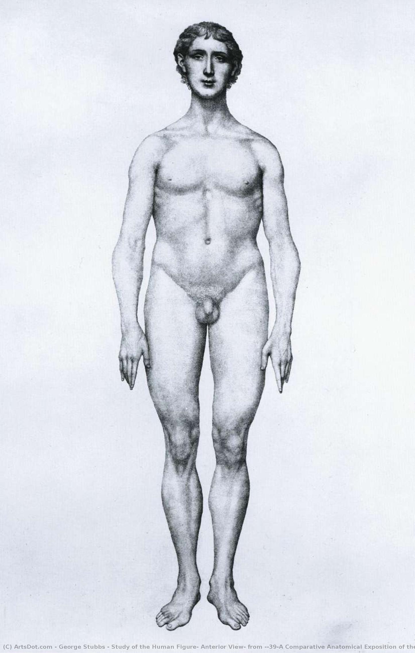 Study Of The Human Figure, Anterior View, From 'a Comparative Anatomical Exposition Of The Structure Of The Human Body With That Of A Tiger And A Common Fowl' — George Stubbs