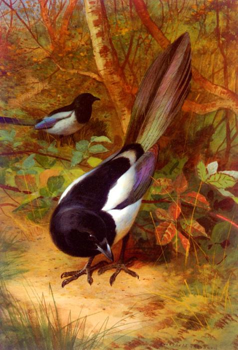 Magpies — アーチボルド・ソーバーン