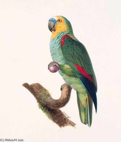 Amazona Aestiva — Жак Баррабан