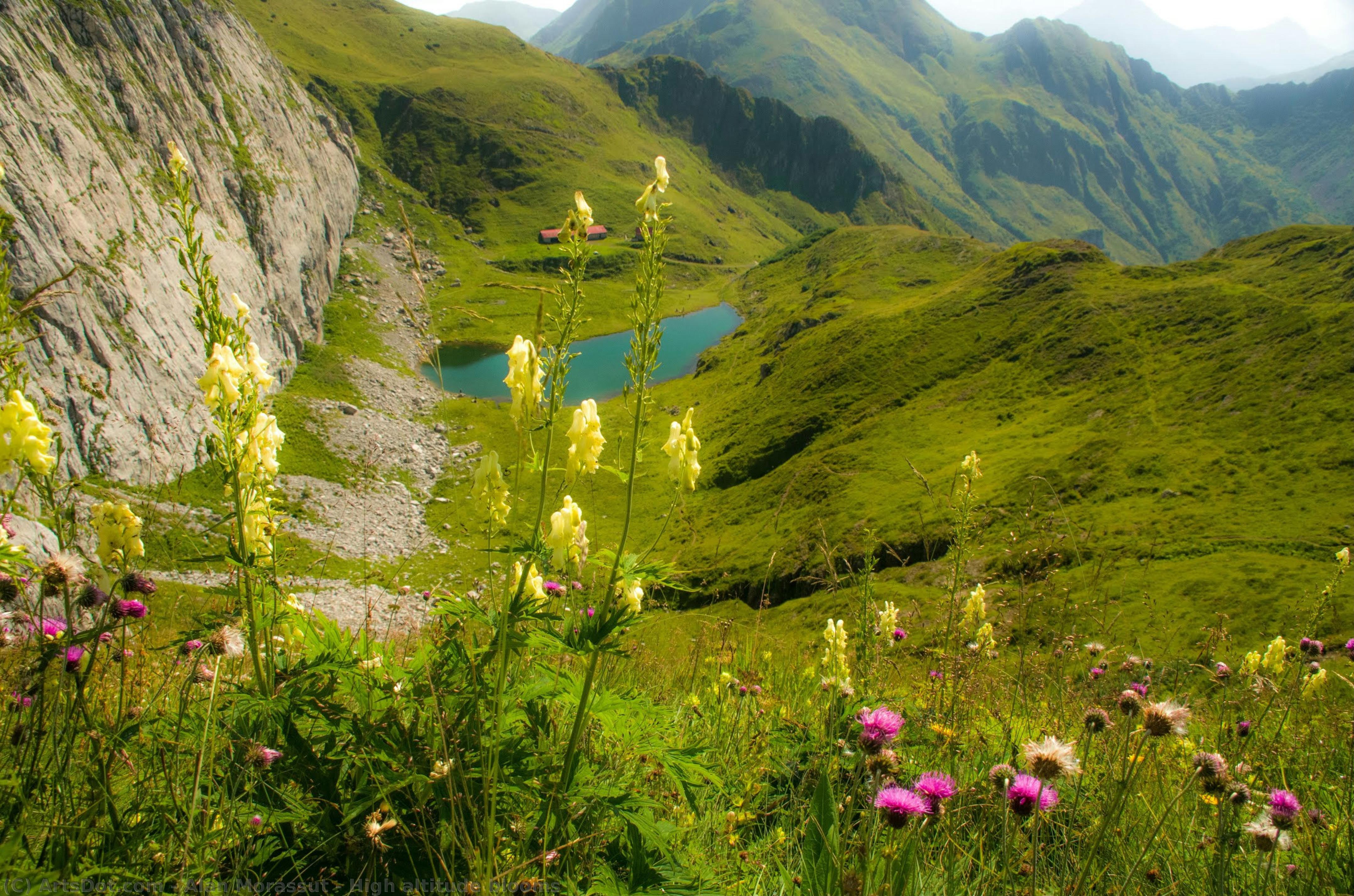 High Altitude Blooms — Alan Morassut