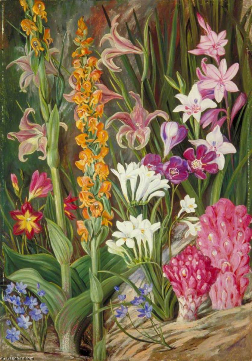 Blumen Der Sandflächen Nahe Kapstadt — Marianne North