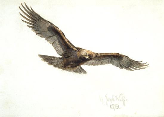 Eagle In Flight - — Joseph Wolf