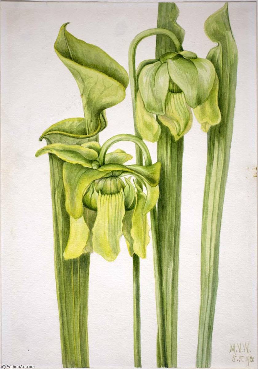 Trumpetleaf (sarracenia Flava) — Mary Vaux Walcott