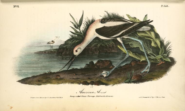 American Avoset. Young In First Winter Plumage. Adult In The Distance — John James Audubon