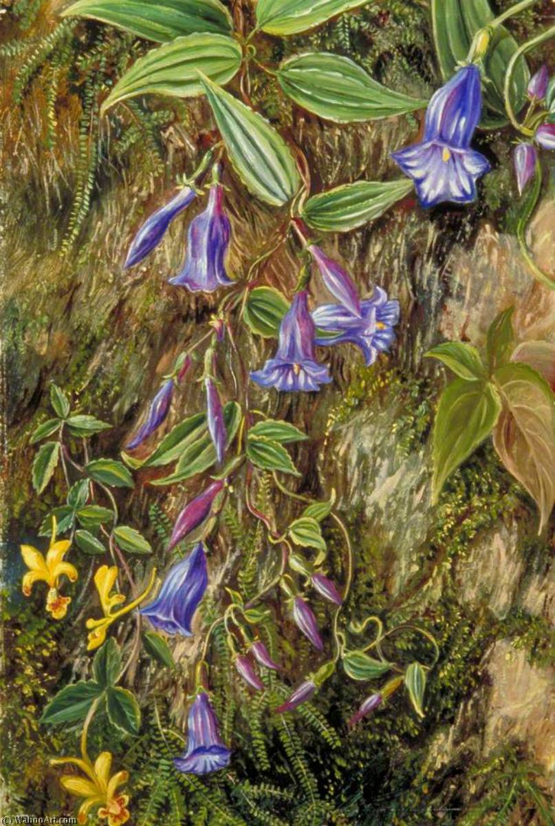 Wildblumen Des Mount Tonglo, Sikkim, Indien — Marianne North