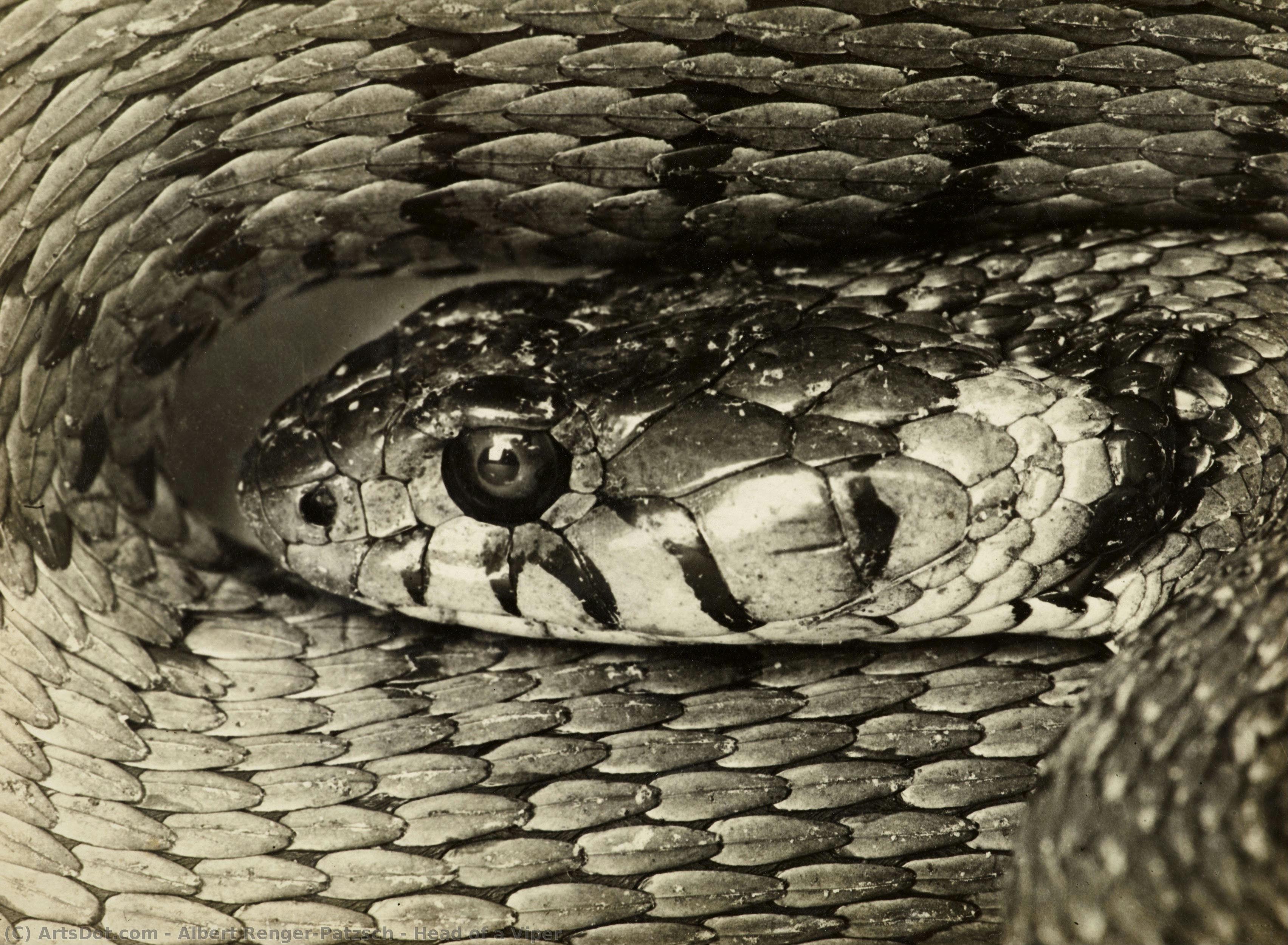 Head Of A Viper — Albert Renger-patzsch