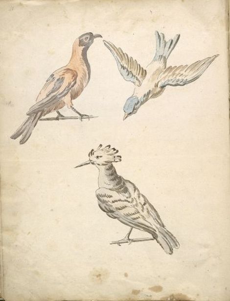 Perched Magpie, Perched Woodpecker, And A Bird In Flight — Jean-baptiste Oudry
