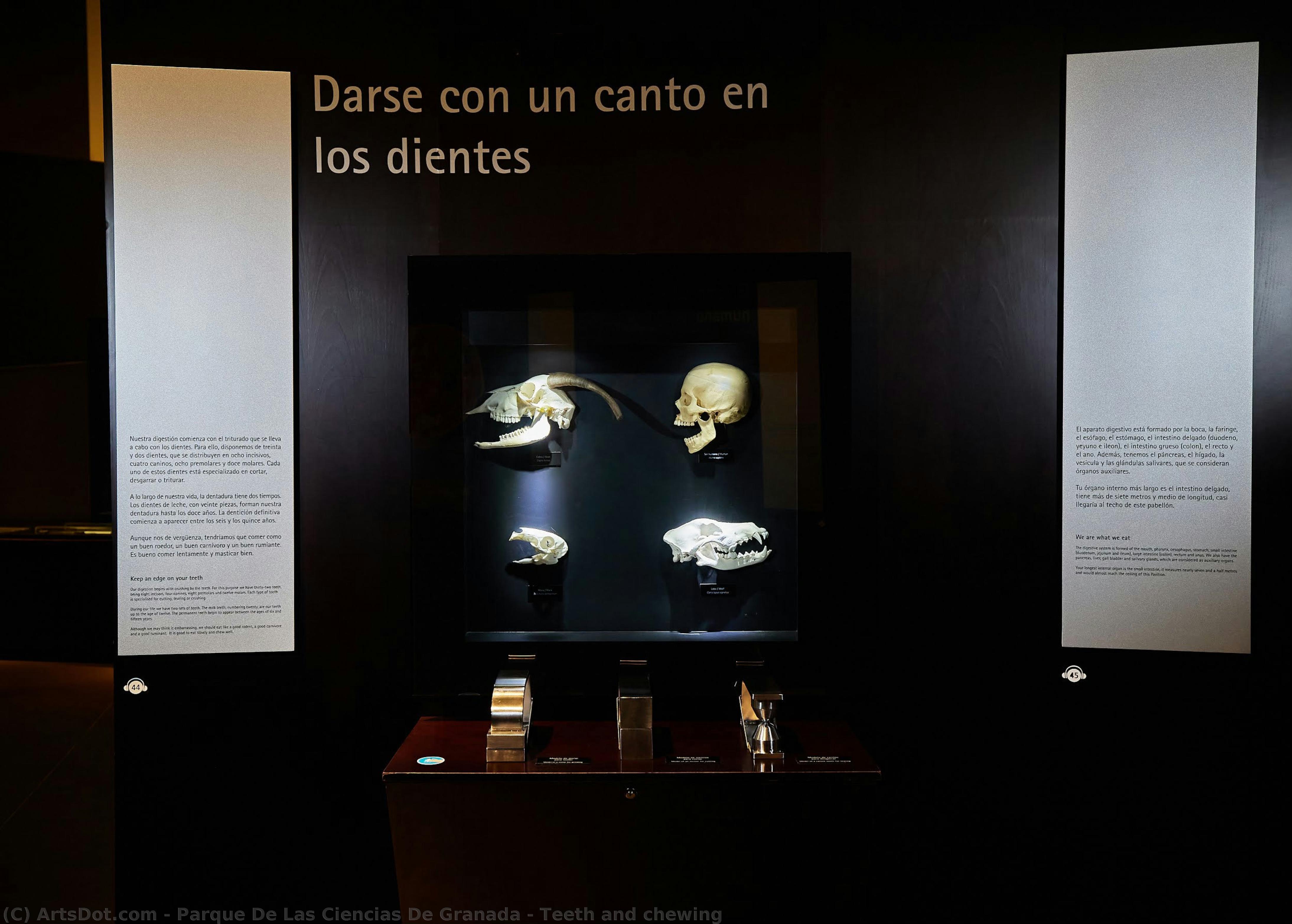 Teeth And Chewing — Parque De Las Ciencias De Granada