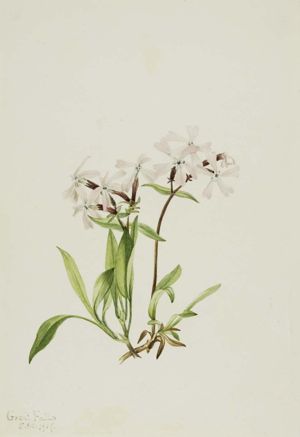Peatpink (silene Caroliniana) — Mary Vaux Walcott