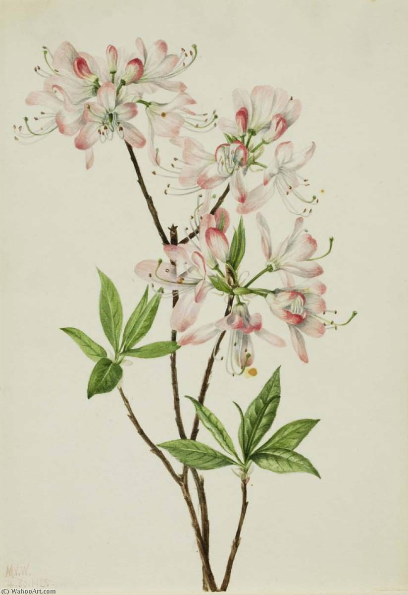 Pinkshell Azalea (azalea Vaseyi) — Mary Vaux Walcott