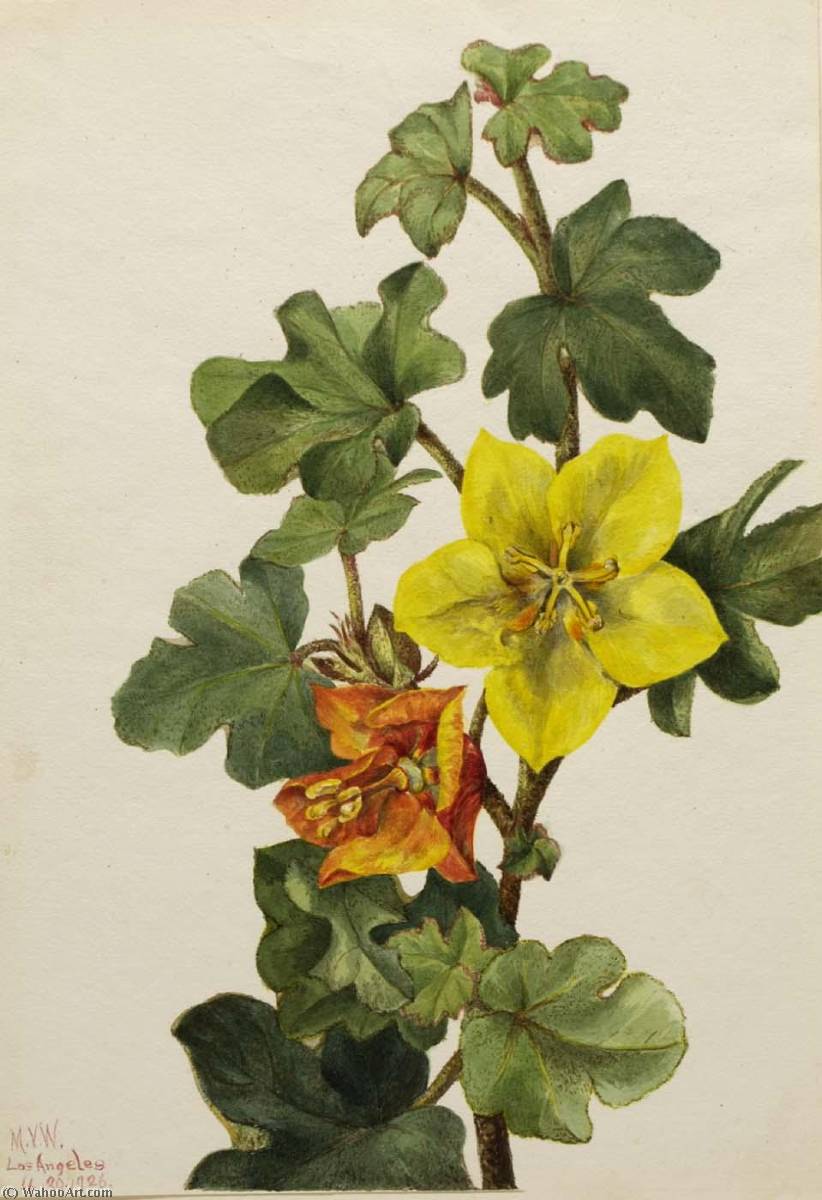 Mexican Fremontia (fremontodendron Mexicanum) — Мери Вокс Волкотт