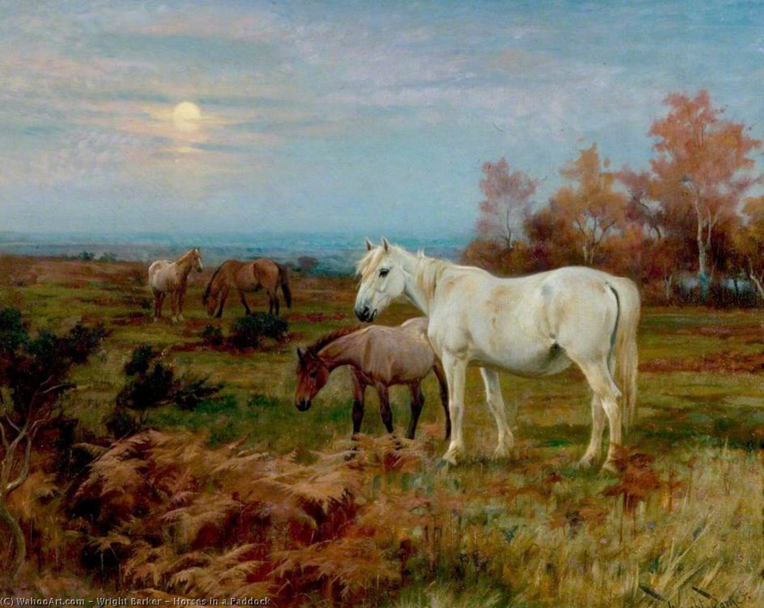 Horses In A Paddock — Wright Barker