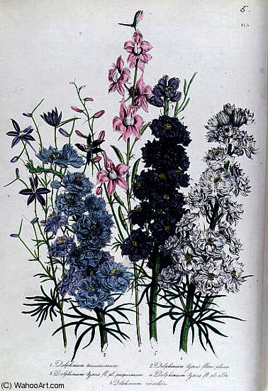 Delphiniums — Jane Loudon