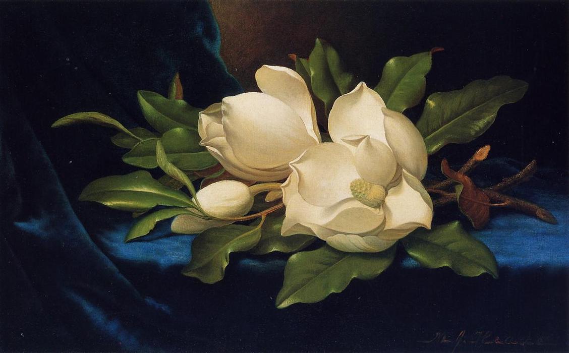 Giant Magnolias On A Blue Velvet Cloth — Martin Johnson Heade