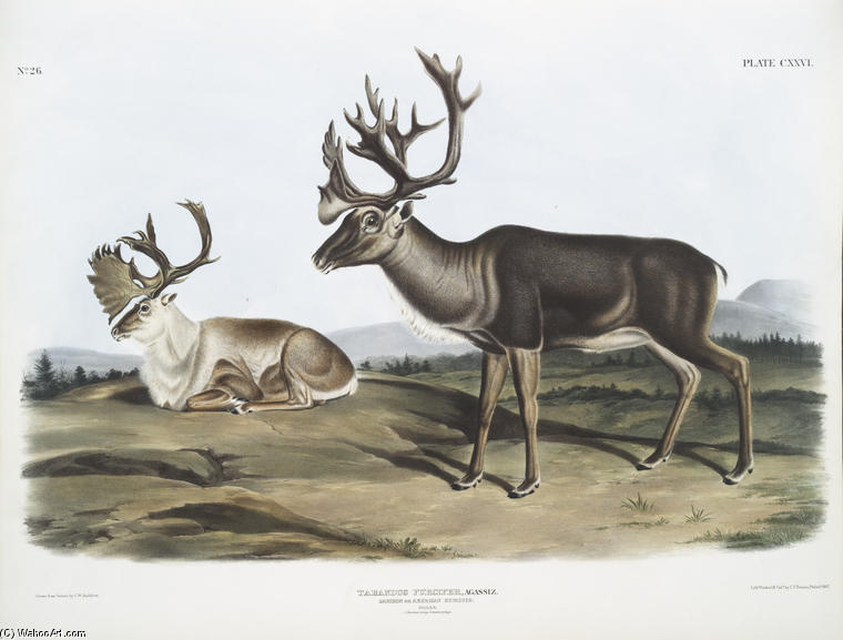 Tarandus Furcifer, Caribou, Or American Rein Deer. Males. 1. Summer Pelage, 2. Winter Pelage — John James Audubon