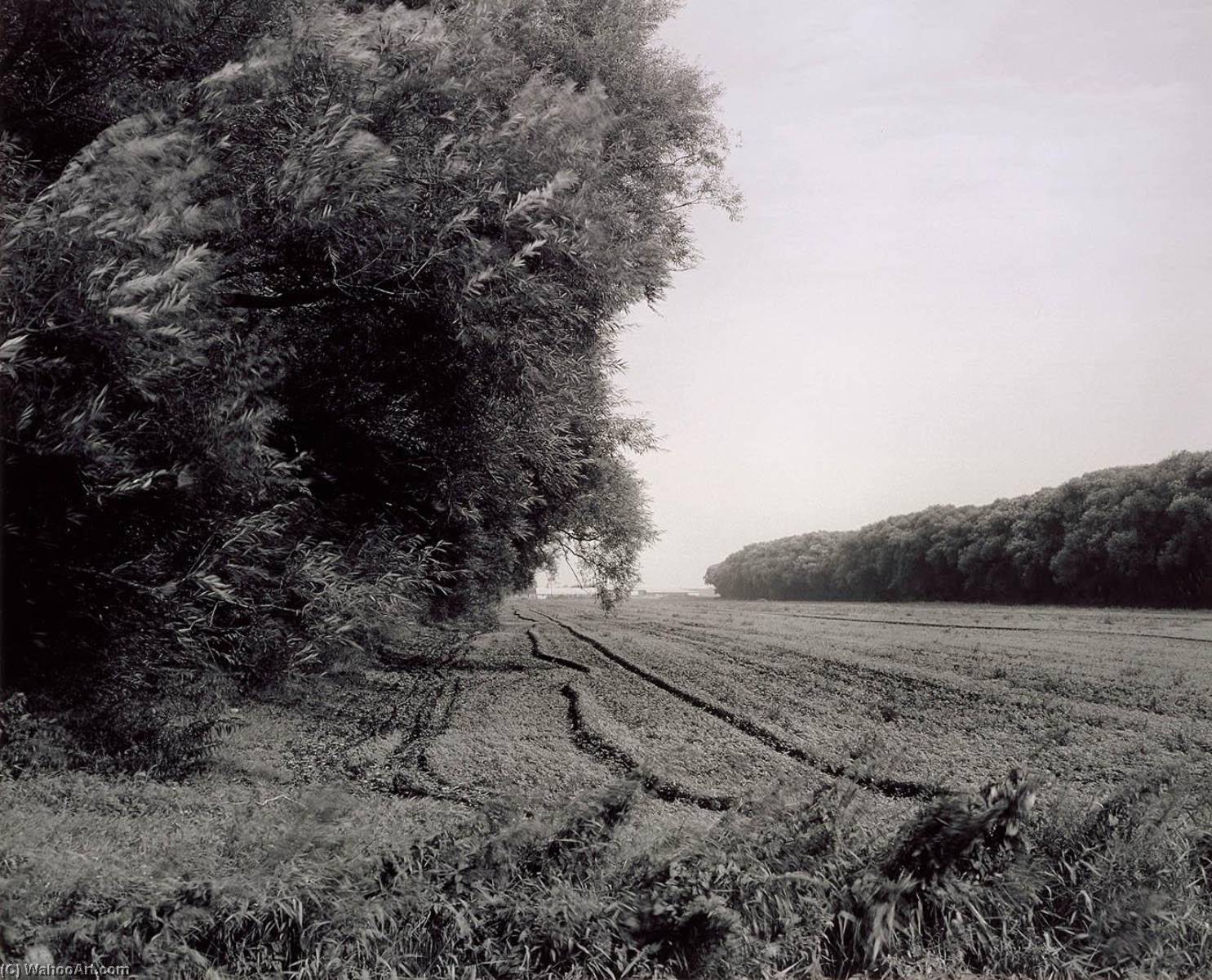 Portage County, Wisconsin Windbreaks, September 1989 — Gregory Conniff