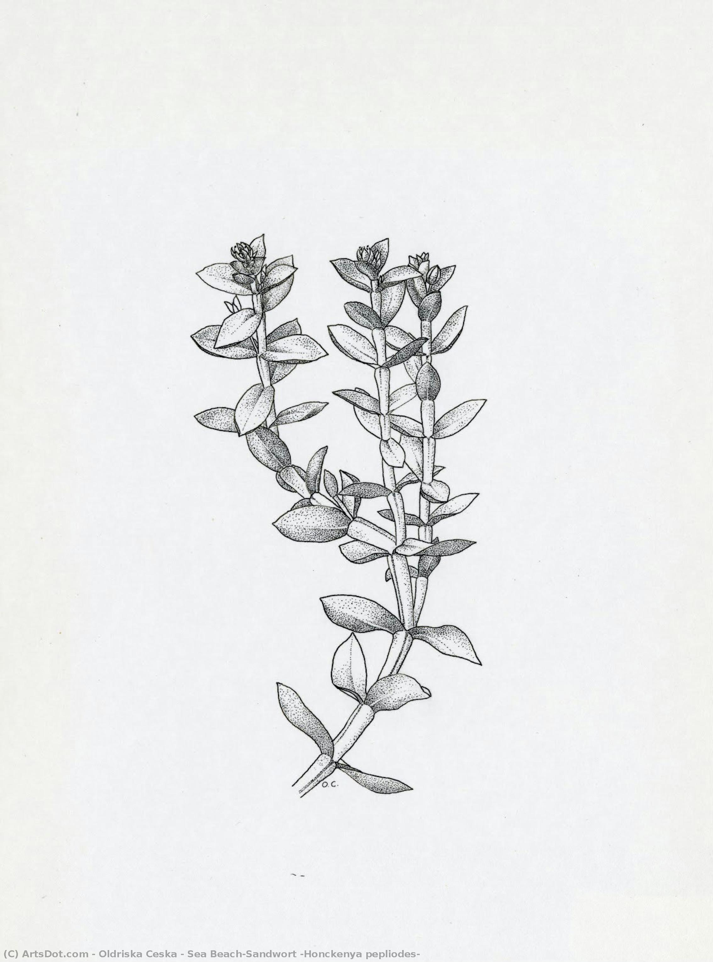 Sea Beach-sandwort (honckenya Pepliodes) — Oldriska Ceska