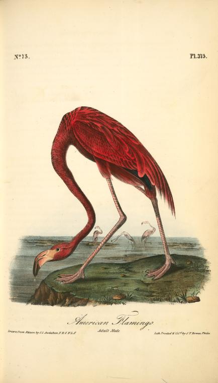 American Flamingo. Adult Male — John James Audubon