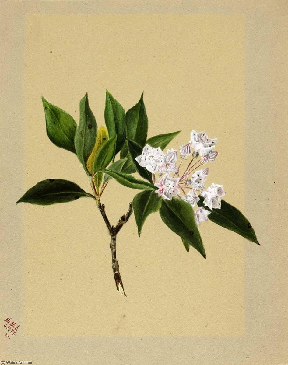 Mountain Laurel (kalmia Latifolia) — メアリー・モリス・ヴォクス・ウォルコット