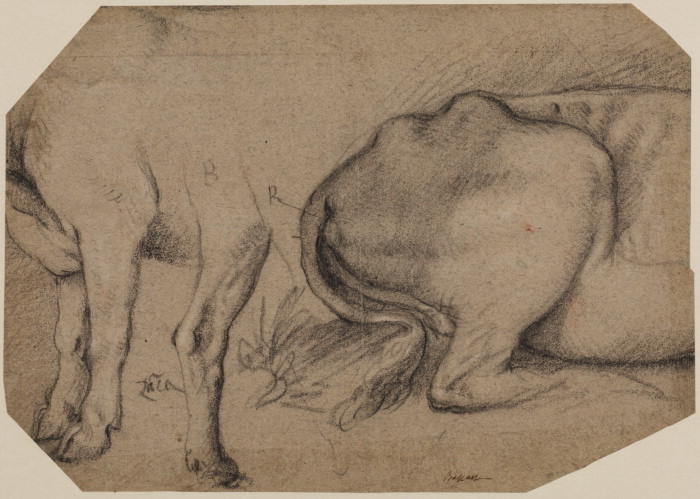 Studies Of A Calf — Jacopo Bassano (jacopo Da Ponte)