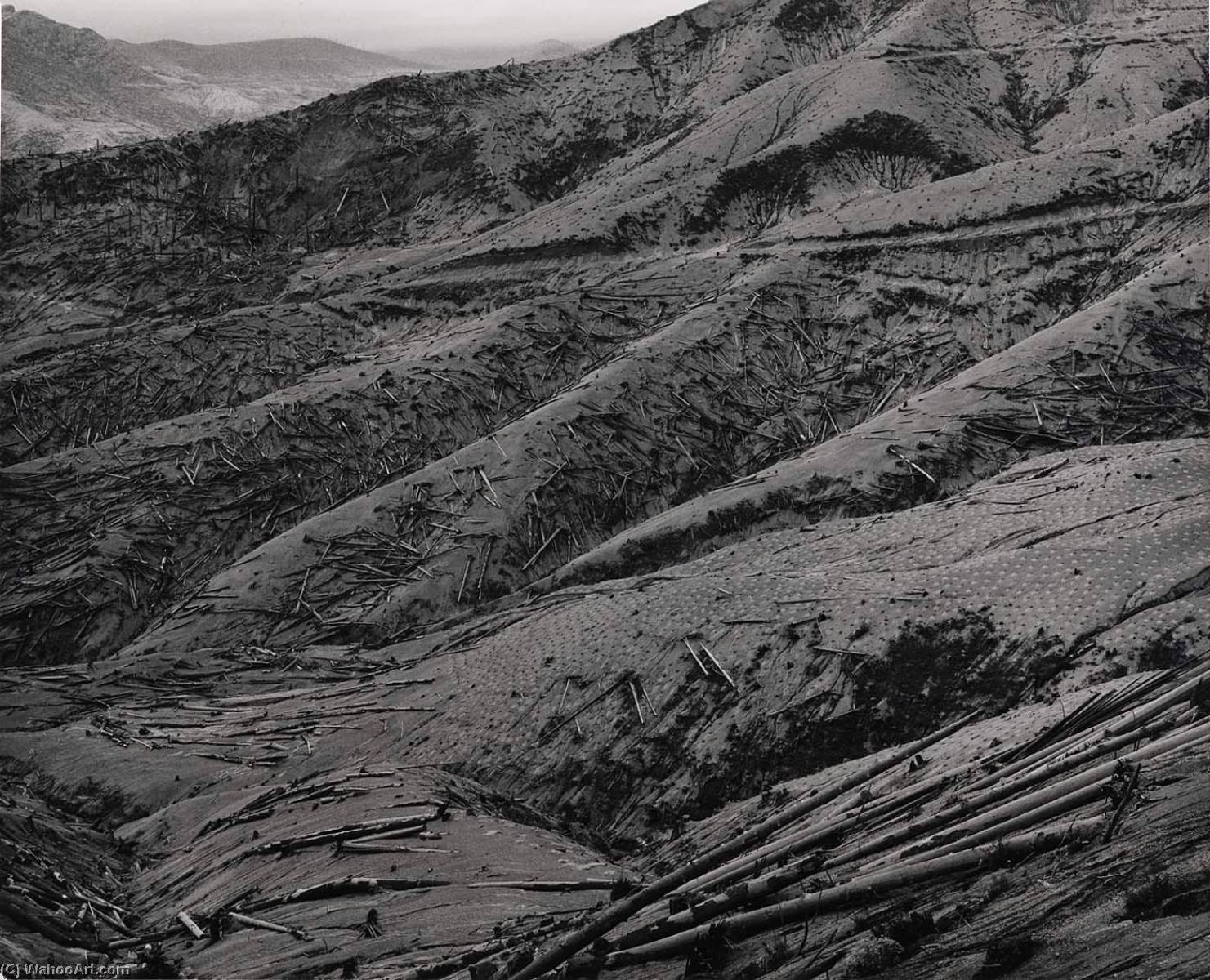 Replanting On Pumice And Ash Covered Slopes Above Smith Creek, 7 Miles East Of Mount St. Helens, Washington, 1983 — Frank Gohlke