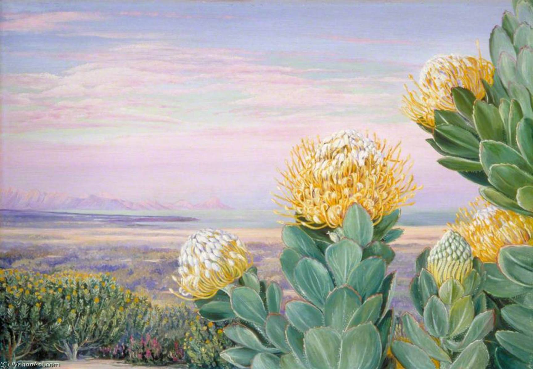 Krippelboom Mit Blick Auf Die Ferne Südamerika — Marianne North
