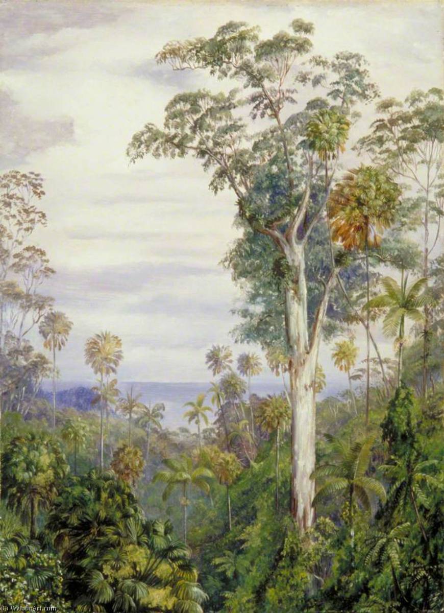 Weiße Eukalyptusbäume Und Palmen, Illawarra, New South Wales — Marianne North