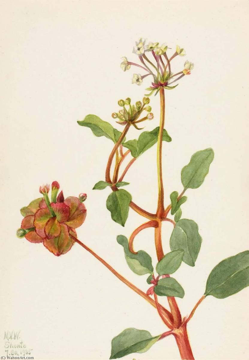 Untitled (tripterocalyx Pedunculatus) — Mary Vaux Walcott