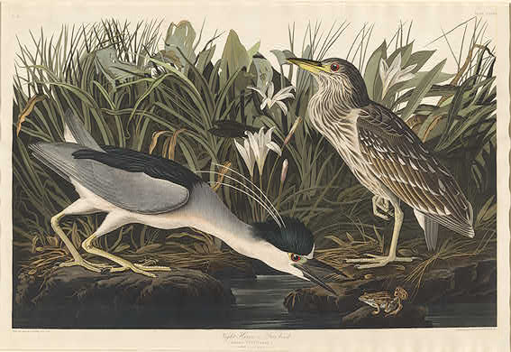 Night Heron Or Qua Bird — Роберт Хавелл