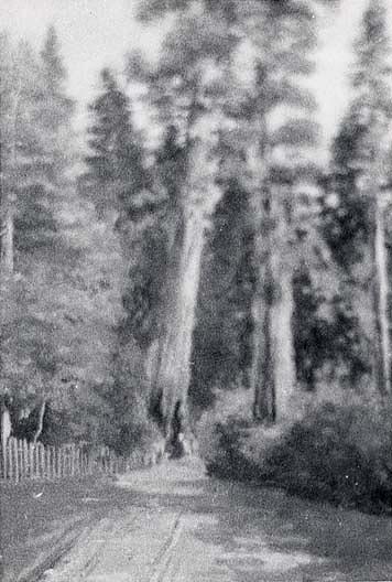 Redwood Forest Two Sentinels , (painting) — Von Luerzer