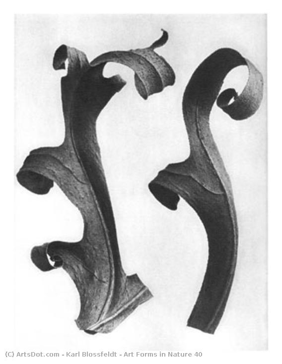 Art Forms In Nature 40 — Karl Blossfeldt