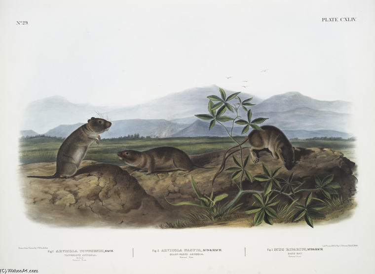 1. Arvicola Townsendii, Townsend's Arvicola; 2. Arvicola Nasuta, Sharp-nosed Arvicola. Natural Size. 3. Mus Riparius, Bank Rat. Natural Size — John James Audubon
