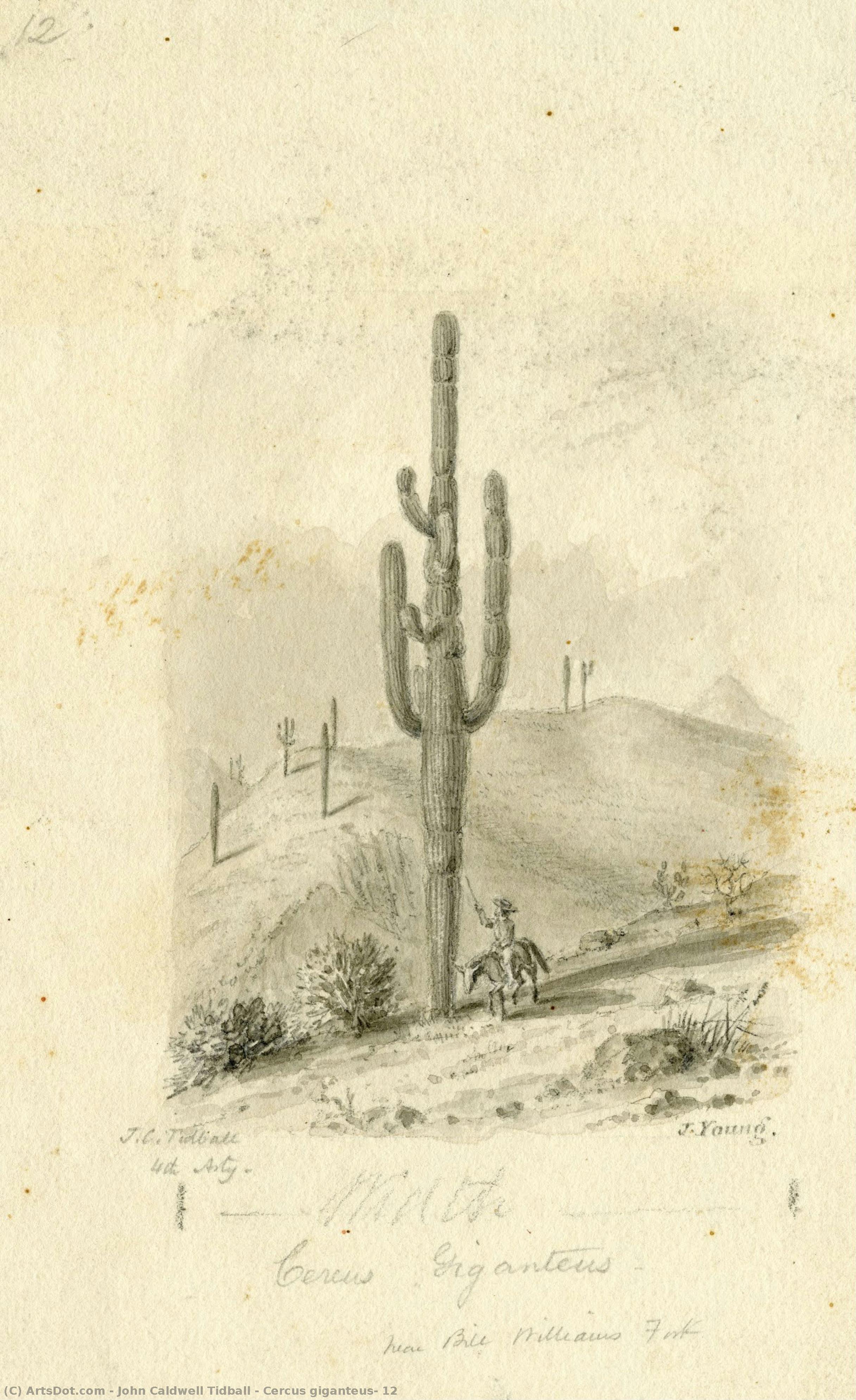 Cercus Giganteus, 12 — John Caldwell Tidball