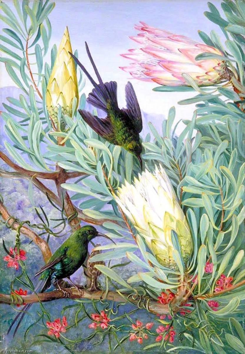 Honeyflowers And Honeysuckers, South Africa — Marijana Nort