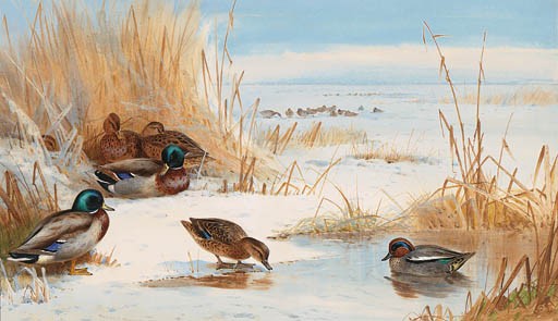 Mallard And Teal On A Frozen Lake — Archibald Thorburn