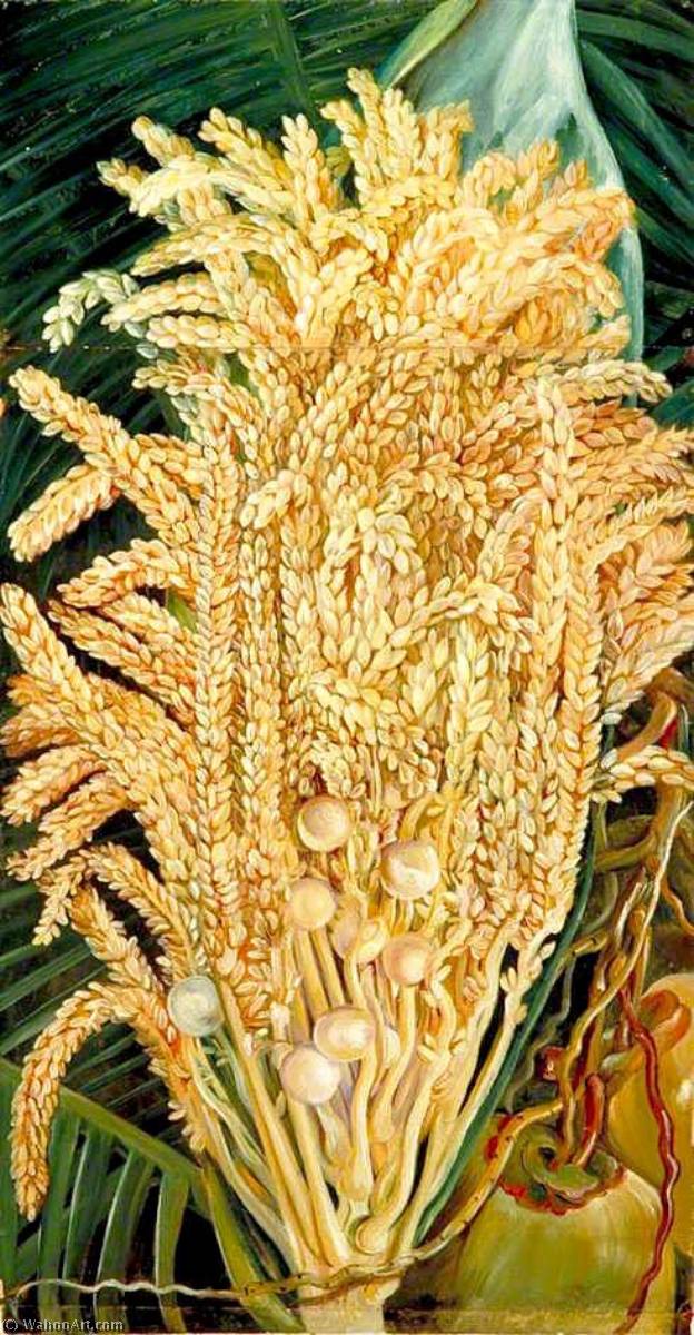 Inflorescence And Ripe Nuts Of The Cocoanut Palm — Marianne North
