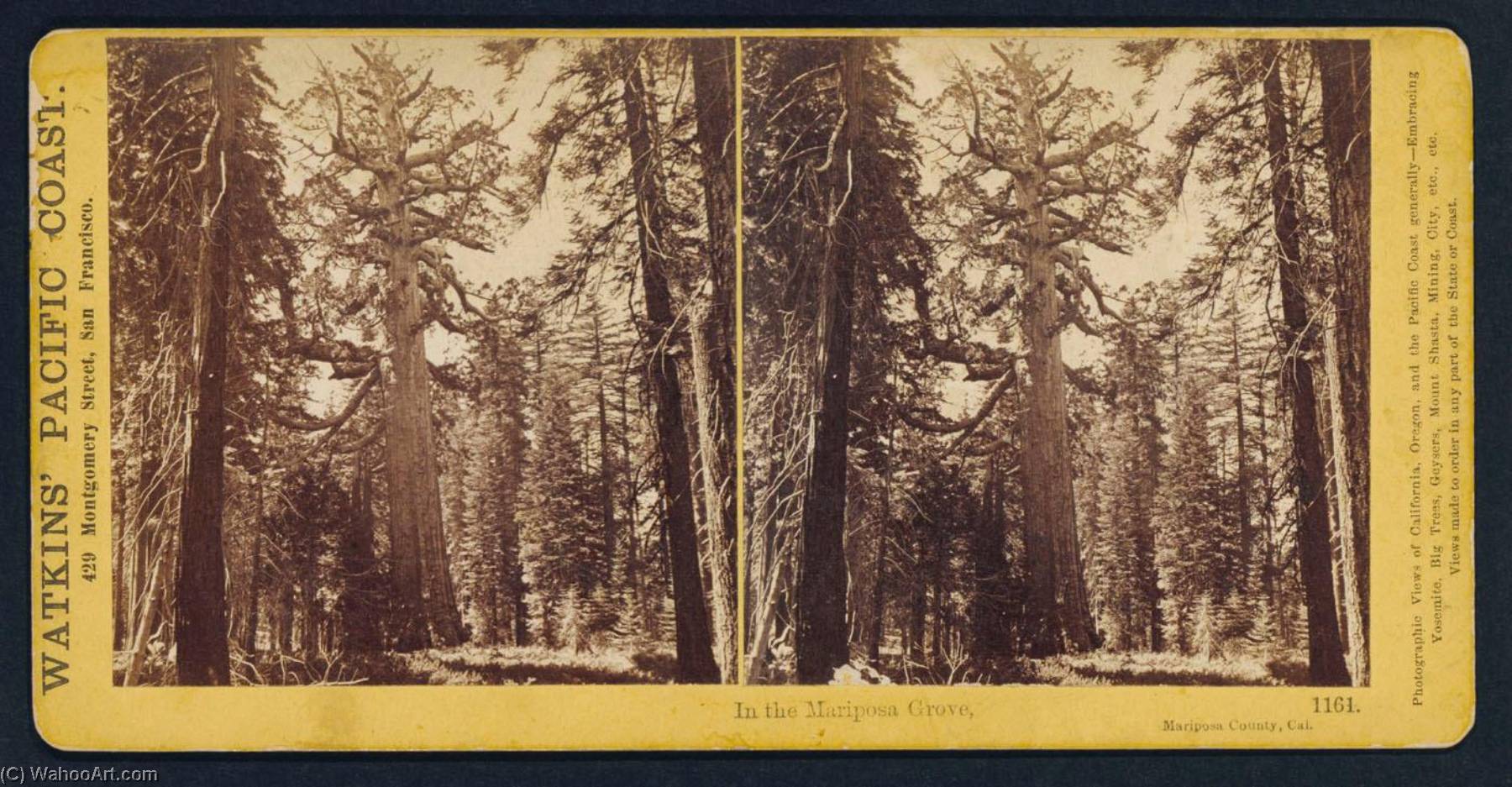 Watkins' Pacific Coast In The Mariposa Grove, Mariposa County, California — Carleton Emmons Watkins