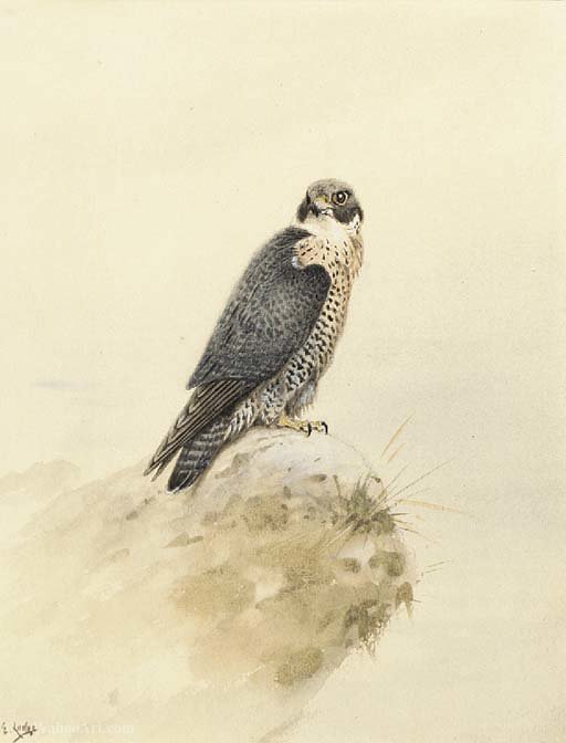 A Kestrel On A Rock — George Edward Lodge