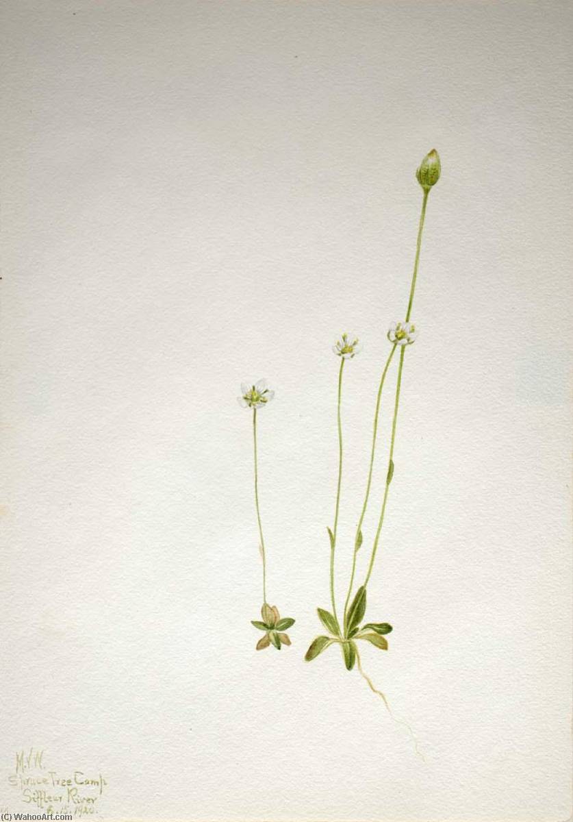 Oxytropis Aepicola — Mary Vaux Walcott