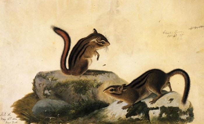 Two Ground Squirrels — Джон Джеймс Одюбон