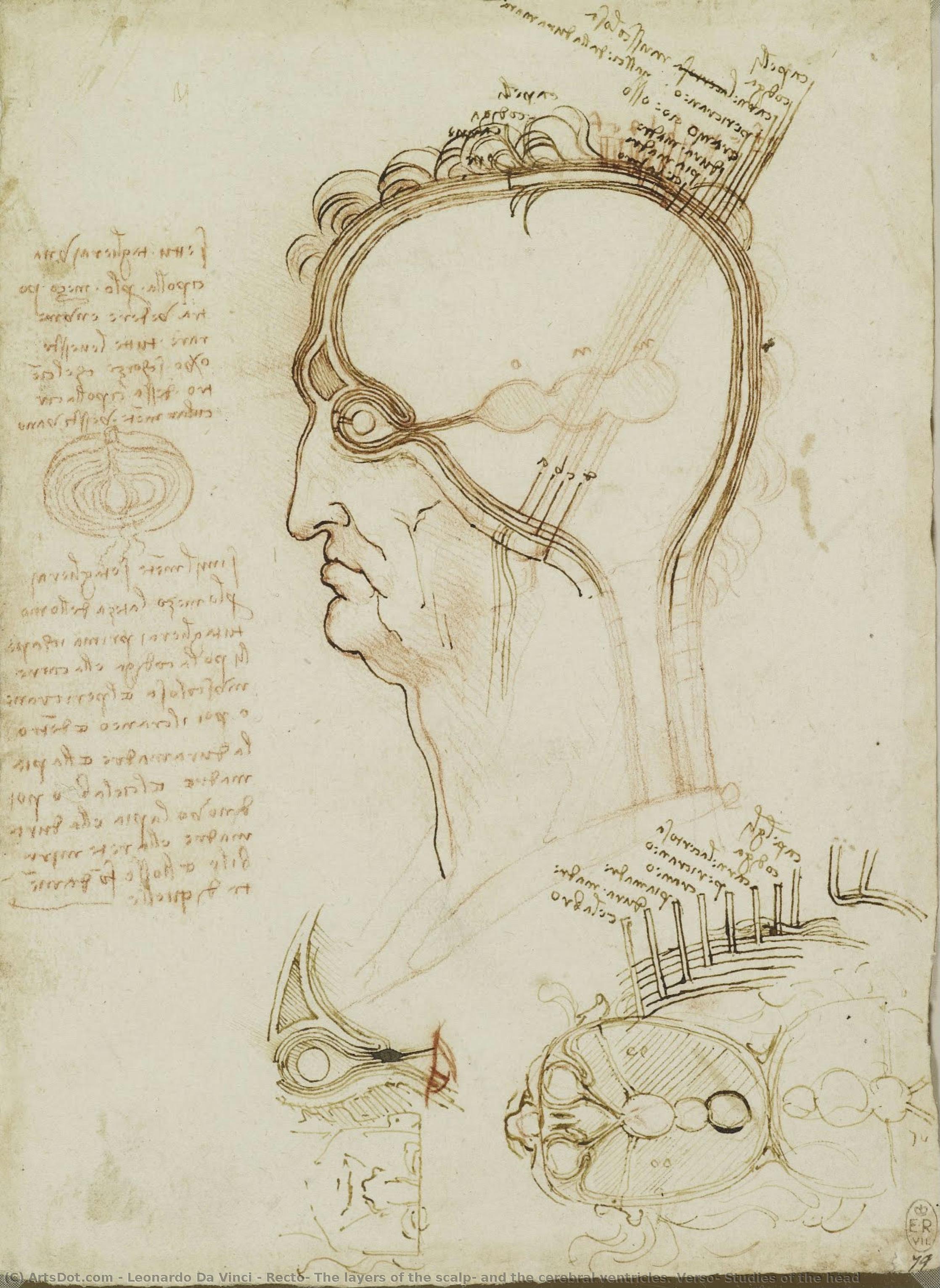Recto: Las Capas Del Cuero Cabelludo Y Las Ventrículos Cerebrales. Verso: Estudios De La Cabeza — Leonardo Da Vinci